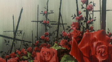 Rosenbeet